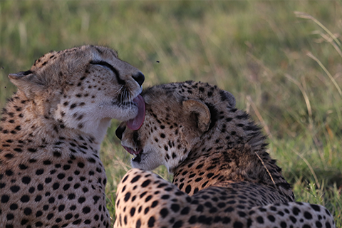 Serenegti